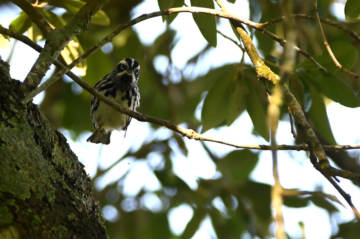 Black-and-white Warbler - ML619034579