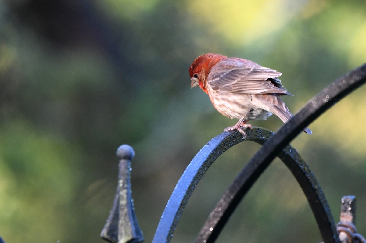 House Finch - Kevin Smith
