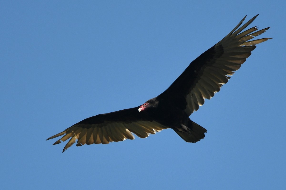 Turkey Vulture - ML619034653