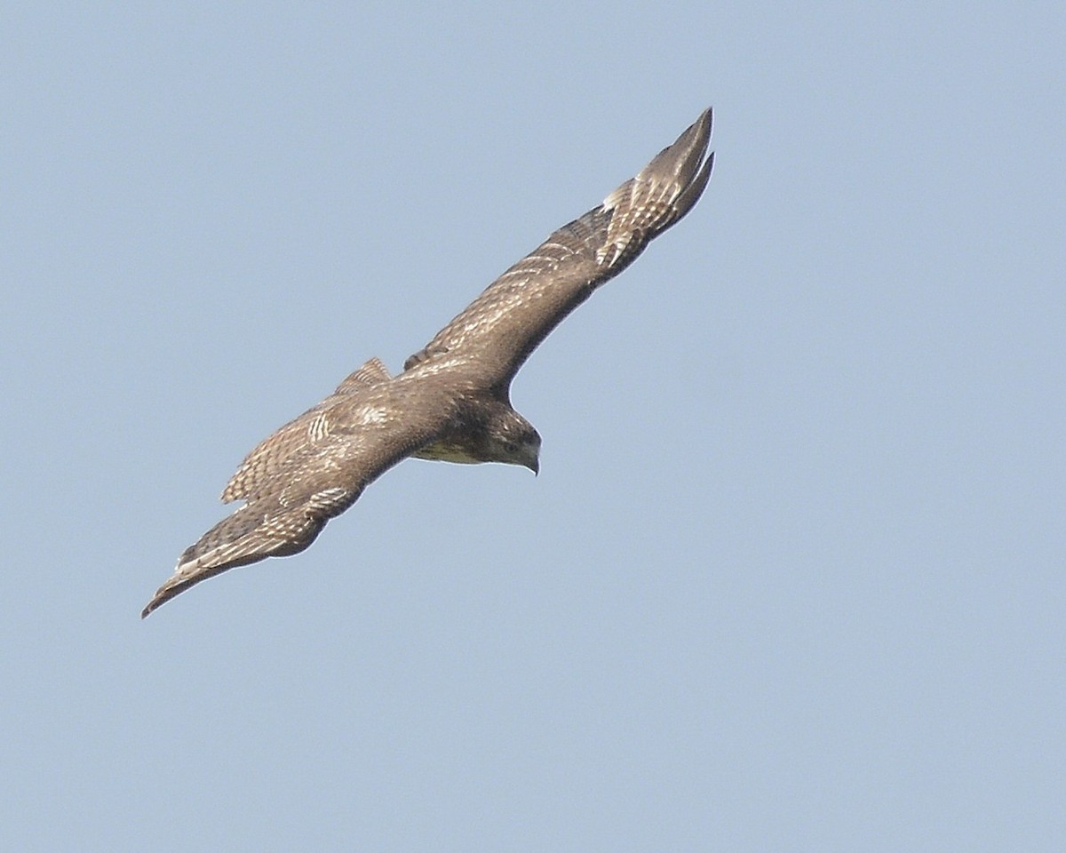 Red-tailed Hawk - ML619034669