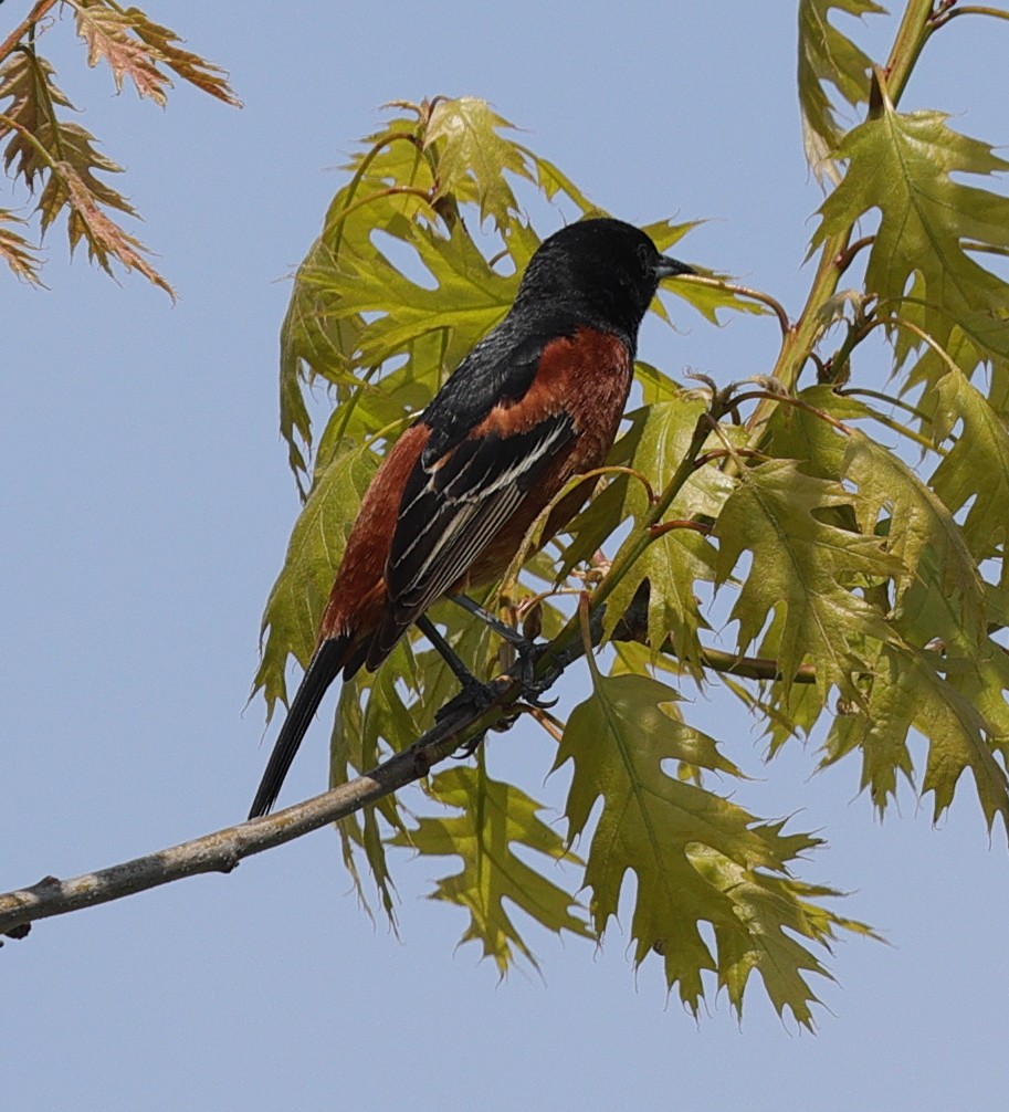 Orchard Oriole - ML619034697