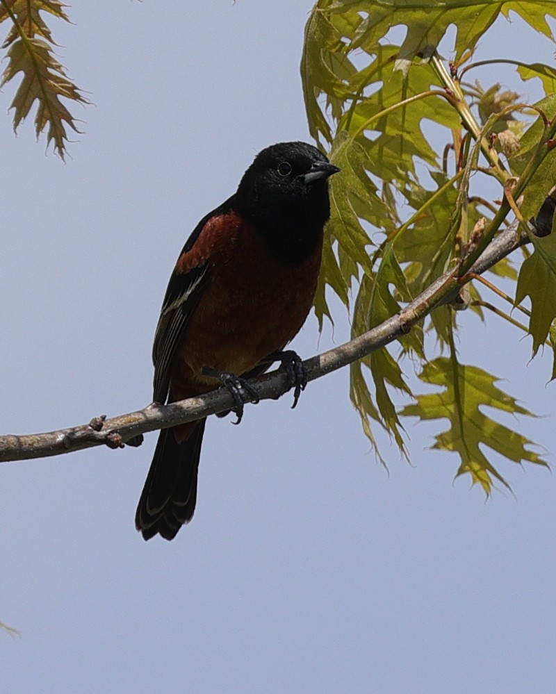 Orchard Oriole - ML619034707