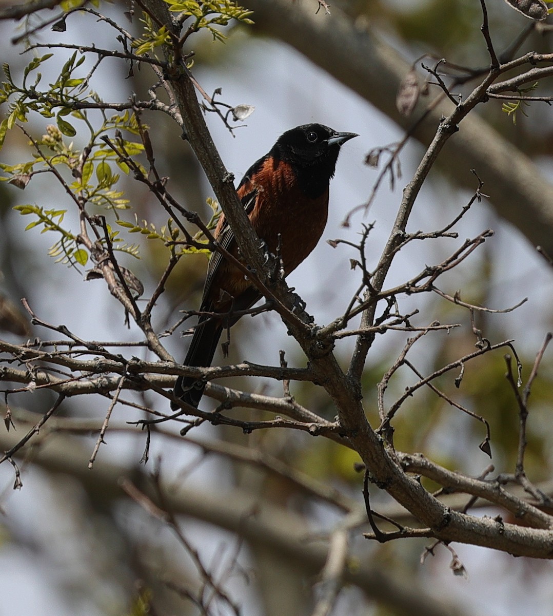 Orchard Oriole - ML619034712