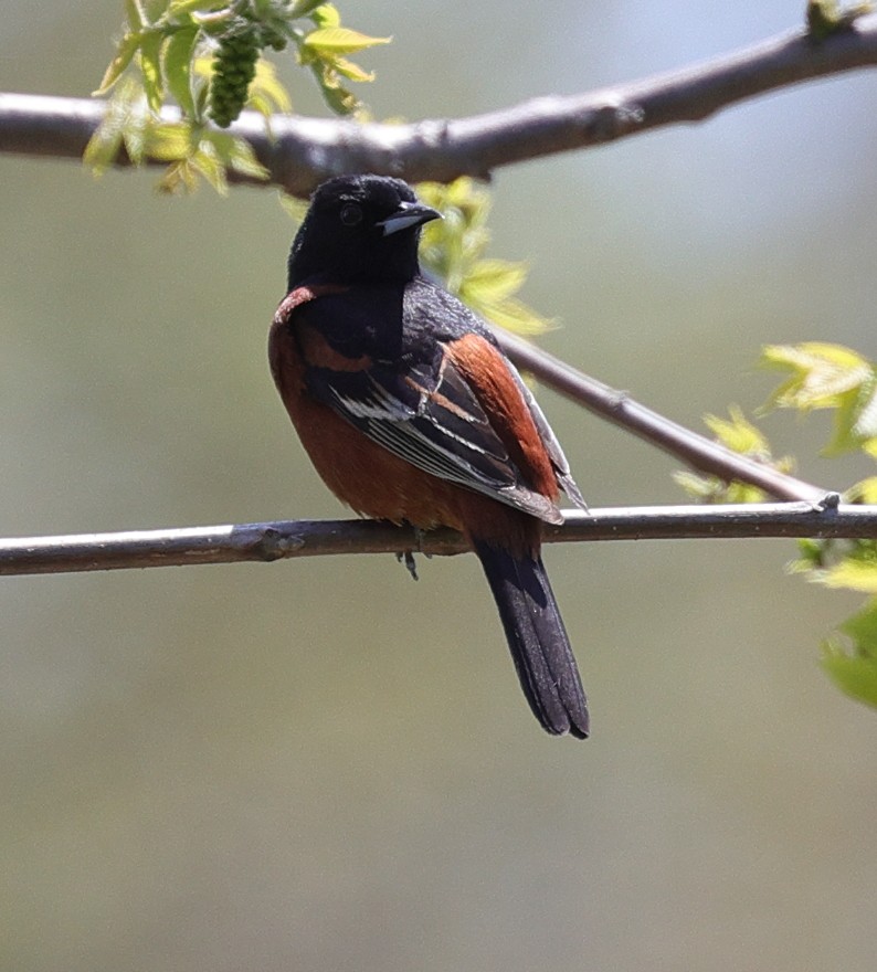 Orchard Oriole - ML619034725