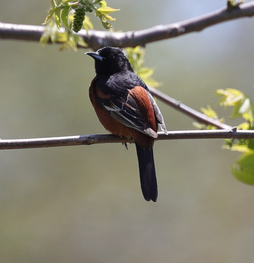 Orchard Oriole - ML619034735