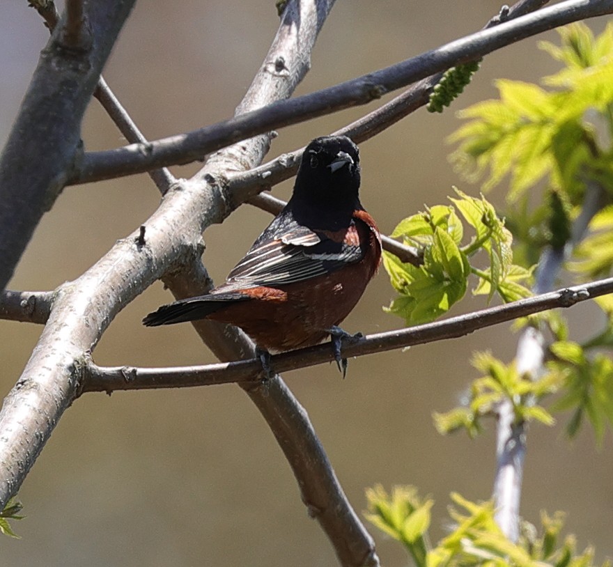 Orchard Oriole - ML619034739