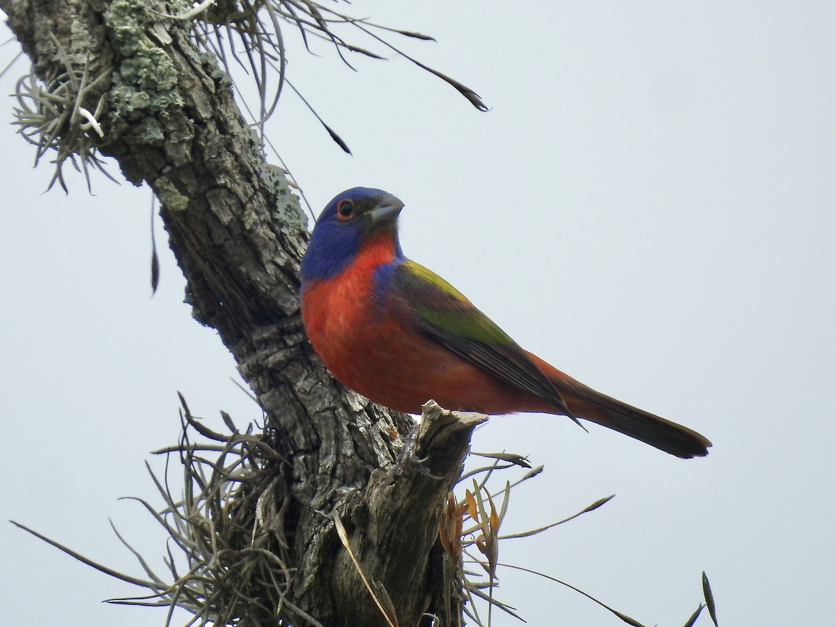 Painted Bunting - ML619034770