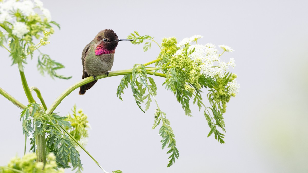 Anna's Hummingbird - ML619034784