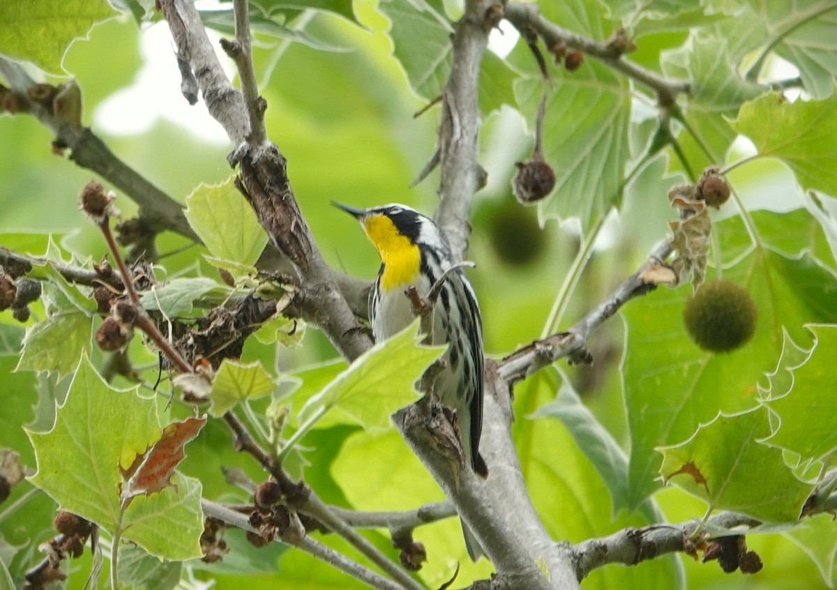 Yellow-throated Warbler - Dennis Bozzay