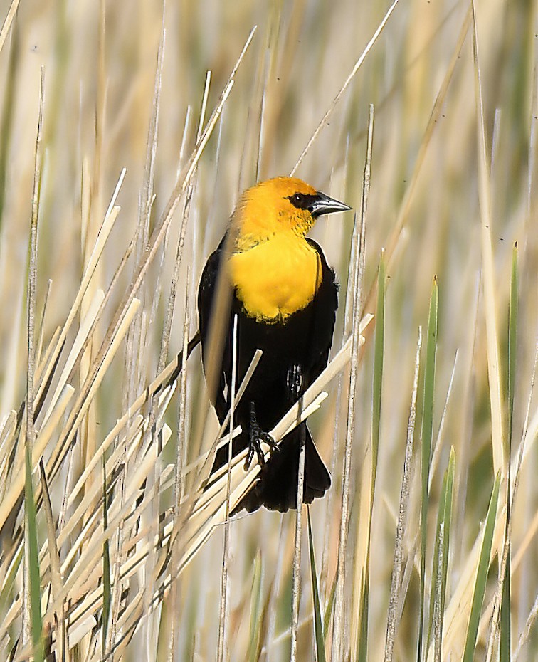 Yellow-headed Blackbird - ML619034843