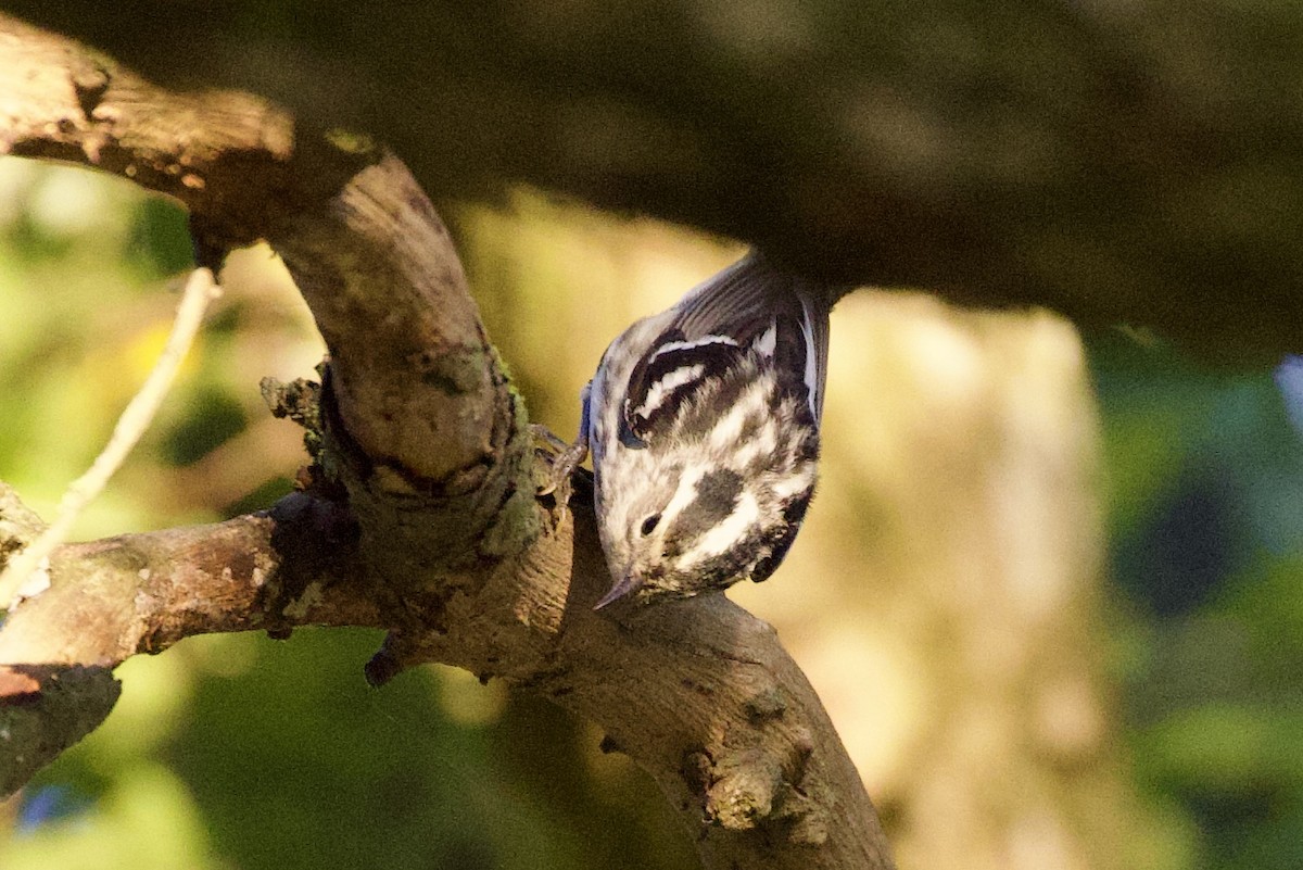 Black-and-white Warbler - ML619034845