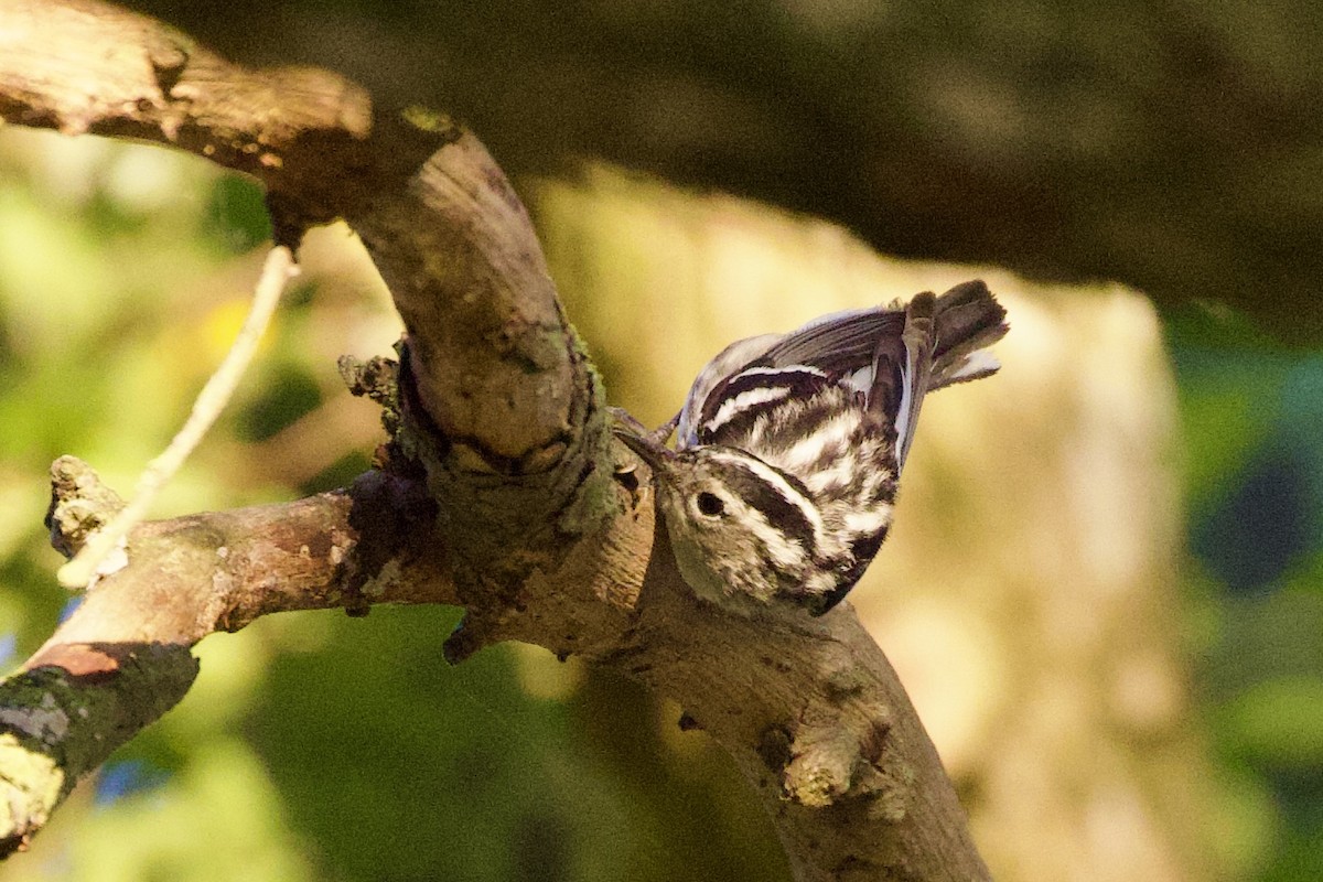 Black-and-white Warbler - ML619034846