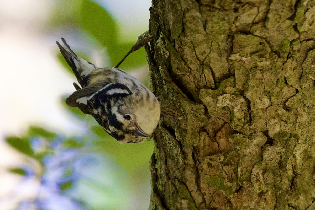 Black-and-white Warbler - ML619034847