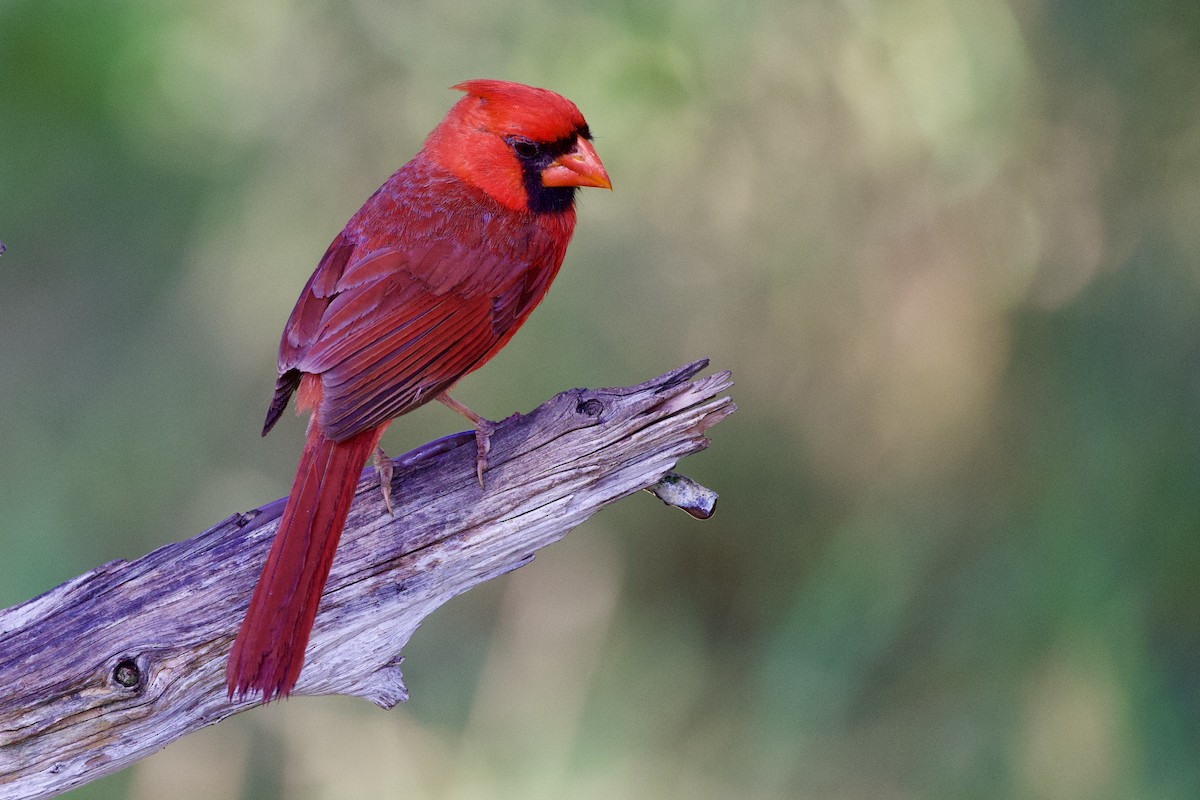 Cardinal rouge - ML619034884