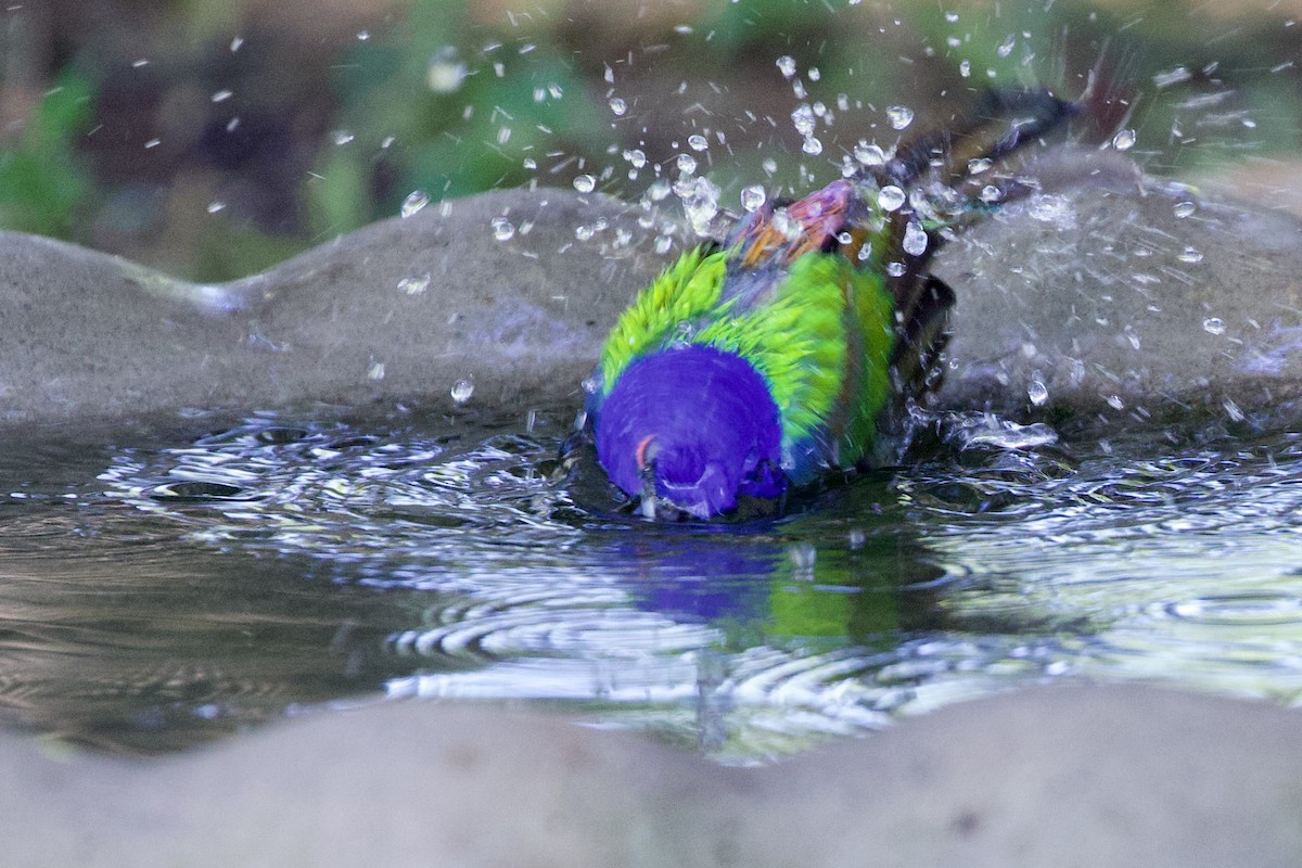 Painted Bunting - ML619034911