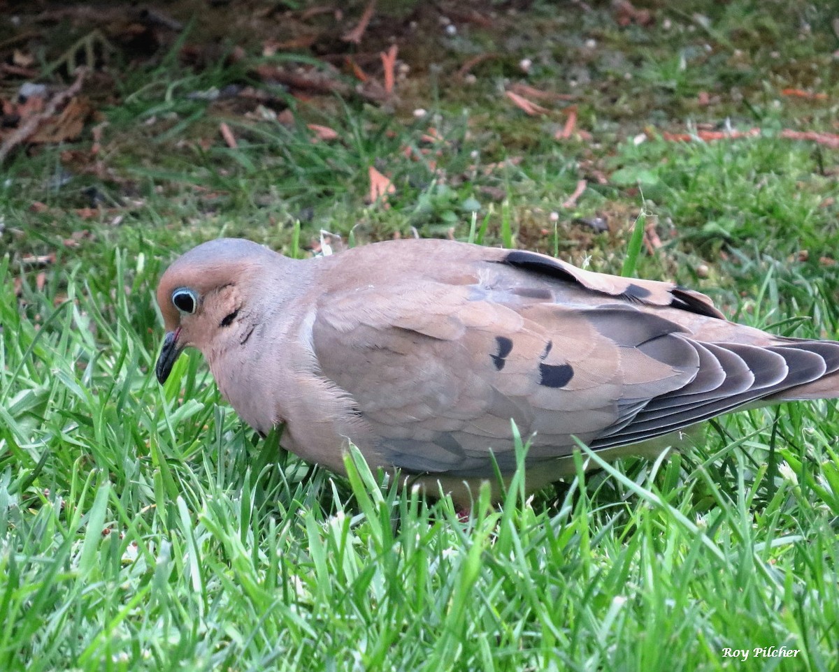 Mourning Dove - Roy Pilcher