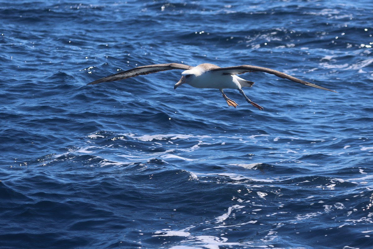 albatros laysanský - ML619034953