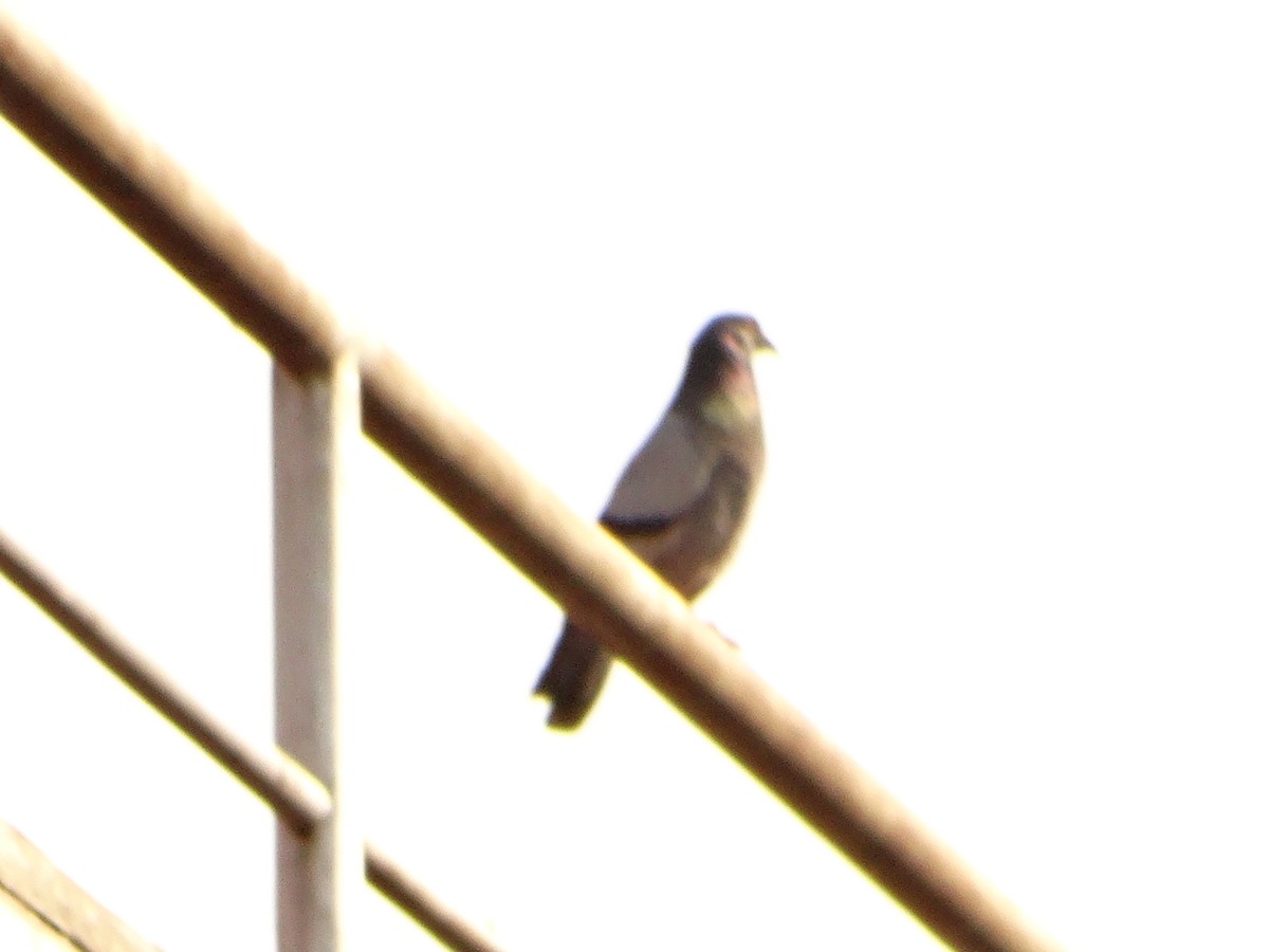 Rock Pigeon (Feral Pigeon) - ML619034969