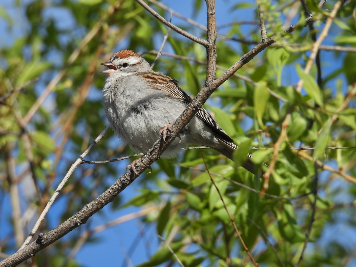 Chipping Sparrow - ML619034974