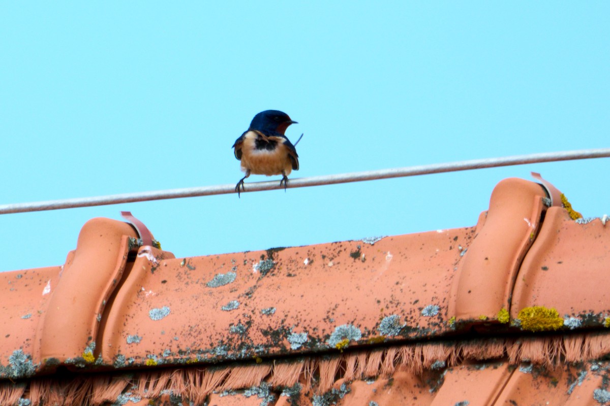 Barn Swallow (White-bellied) - ML619034982
