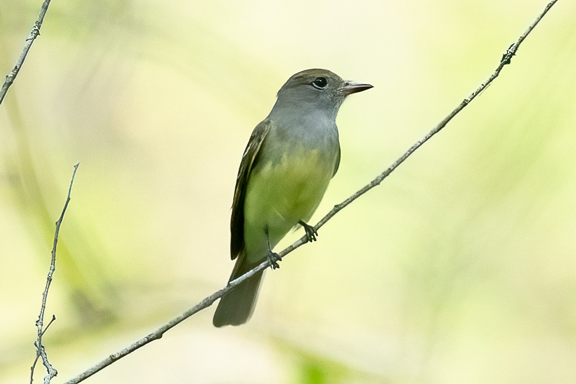 Great Crested Flycatcher - ML619035004