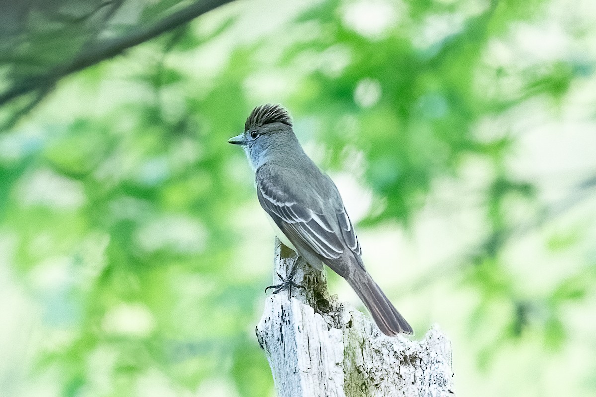 Great Crested Flycatcher - ML619035005
