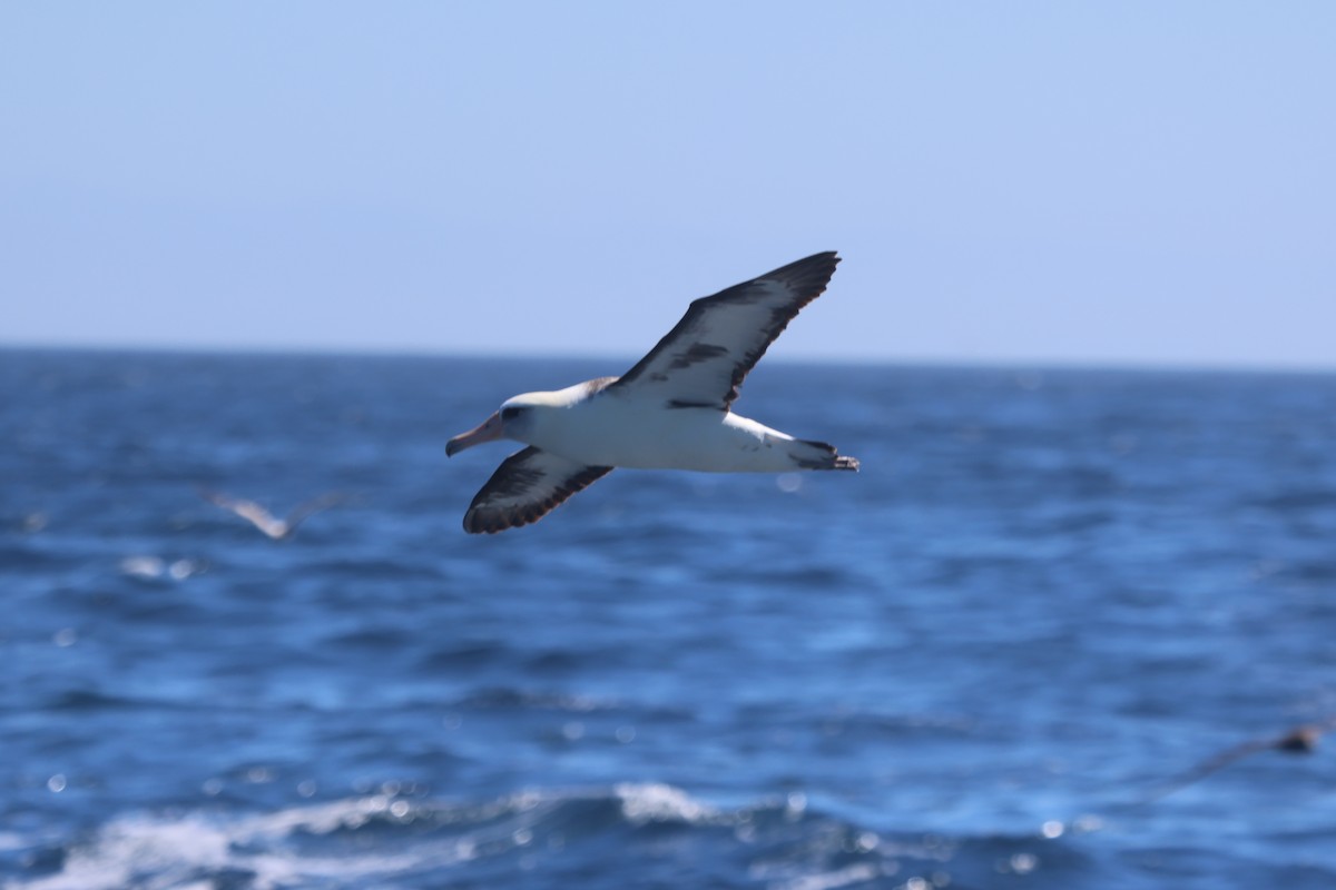 Темноспинный альбатрос - ML619035022