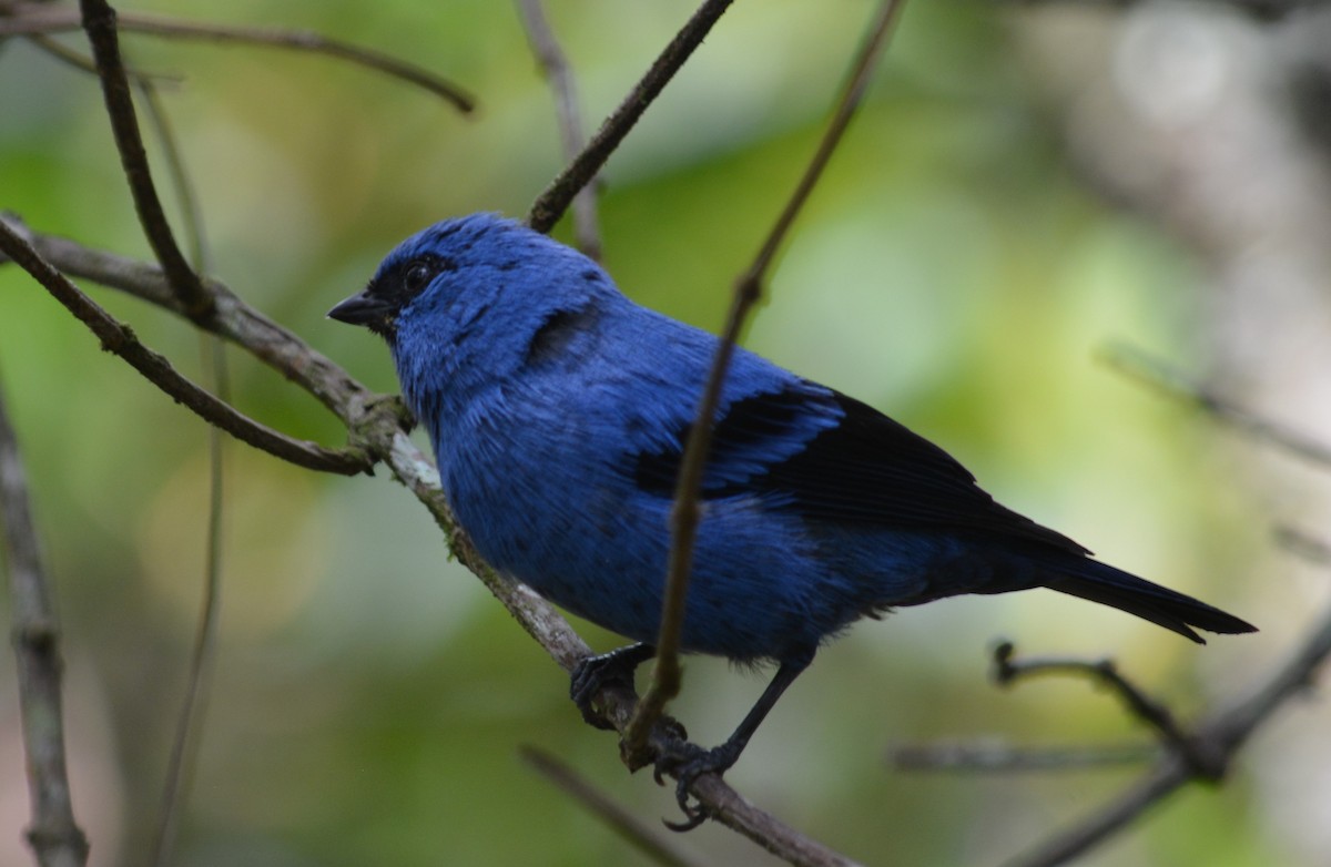 Blue-and-black Tanager - ML619035036