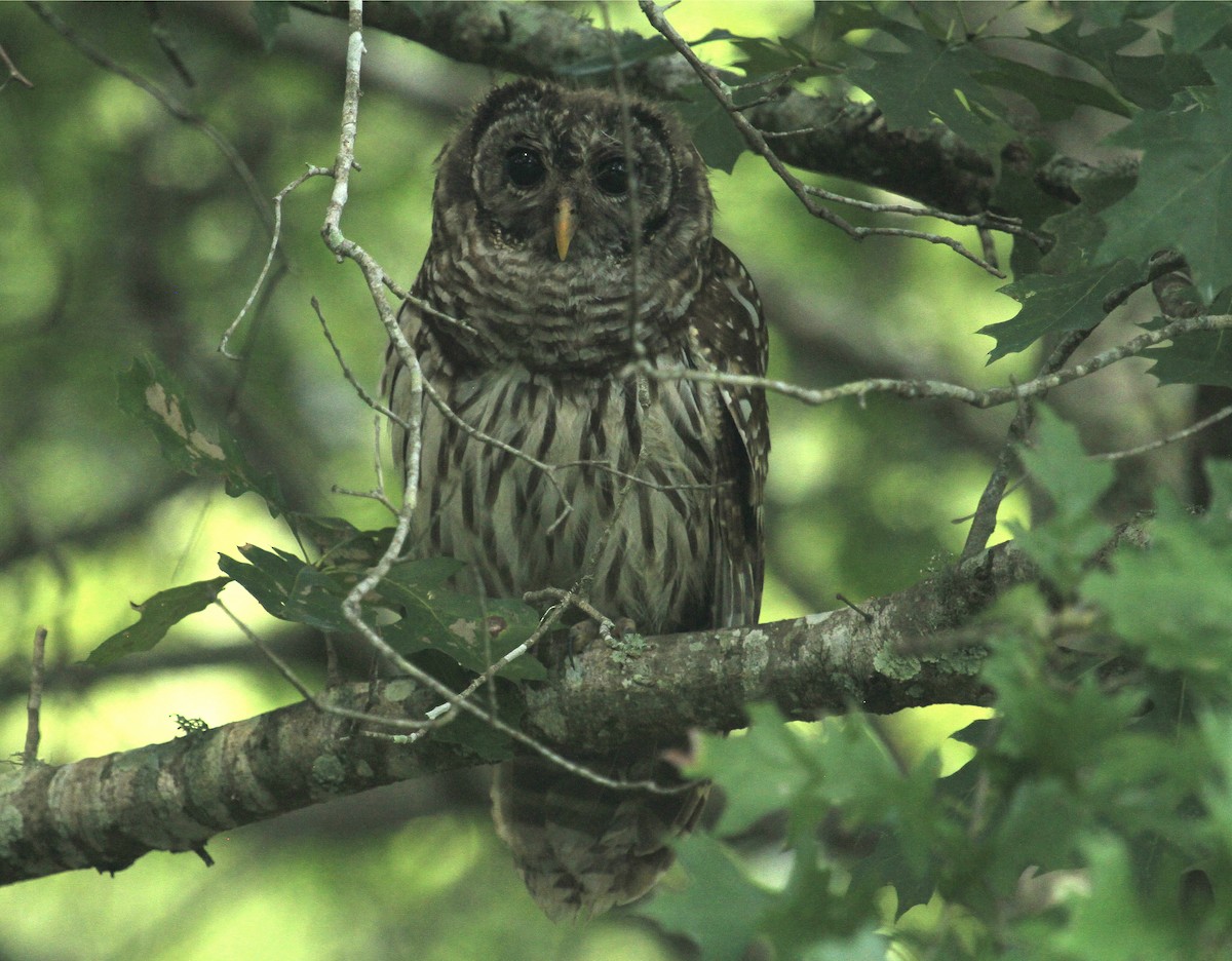 Barred Owl - ML619035044