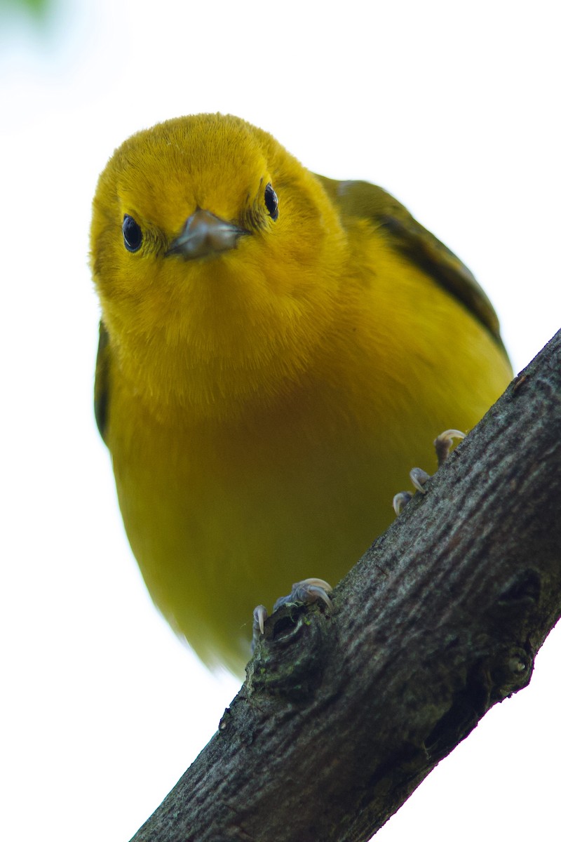 Prothonotary Warbler - ML619035115