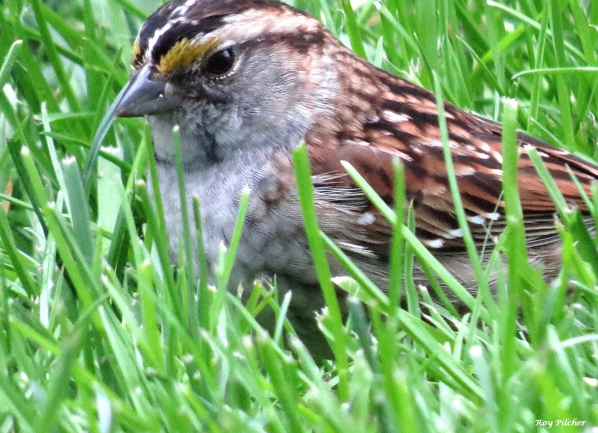 White-throated Sparrow - ML619035118