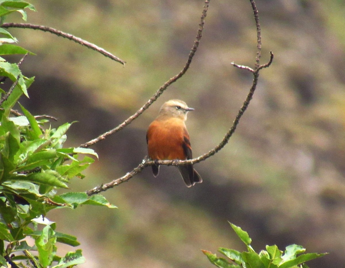 Brown-backed Chat-Tyrant - ML619035126