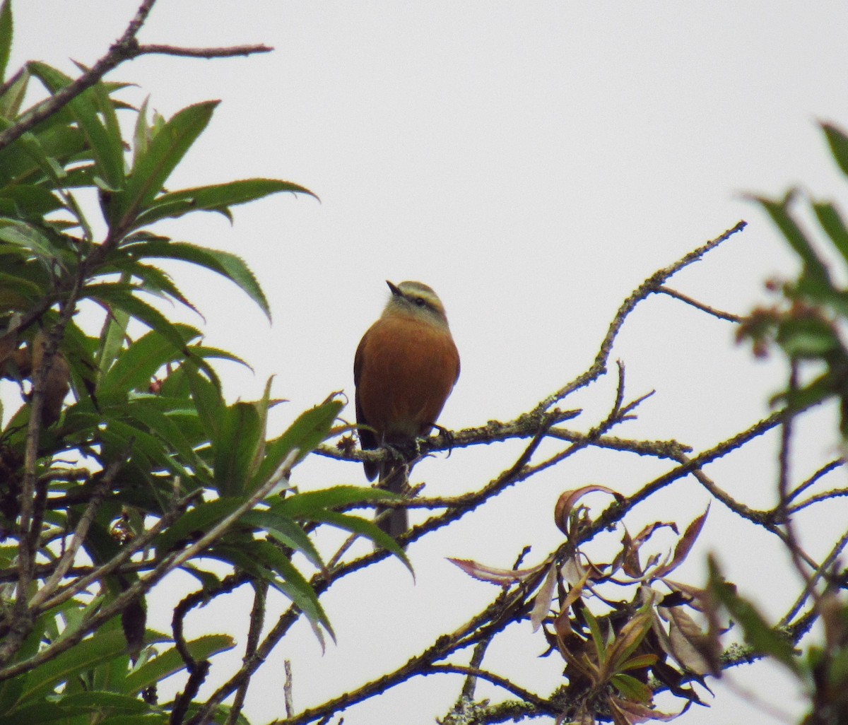 Brown-backed Chat-Tyrant - ML619035127