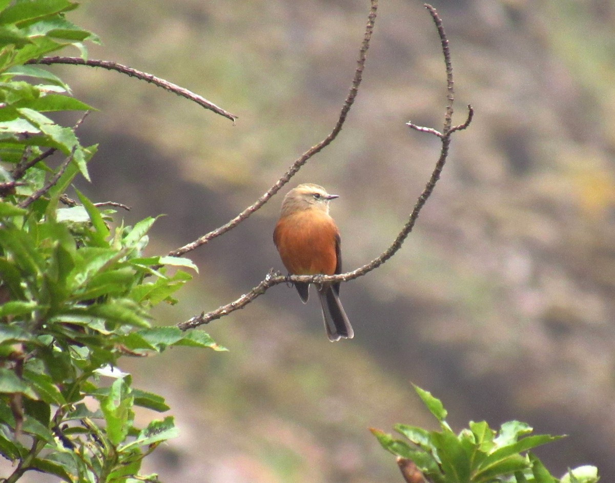 Brown-backed Chat-Tyrant - ML619035128