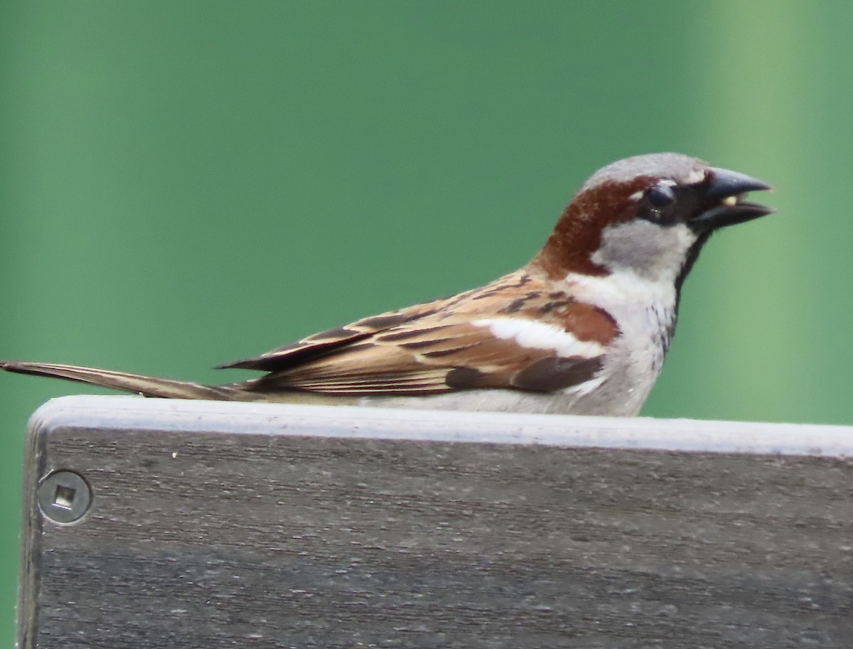 House Sparrow - ML619035188