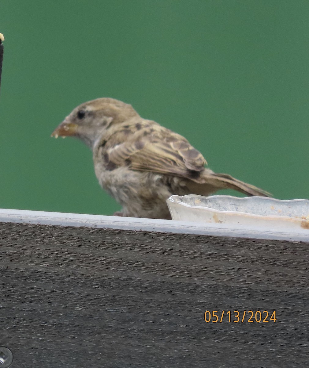 House Sparrow - ML619035189