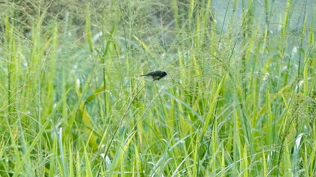 Variable Seedeater - ML619035271