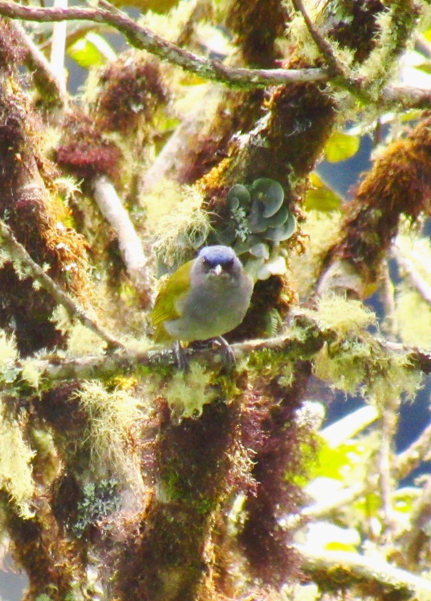 Blue-capped Tanager - ML619035284