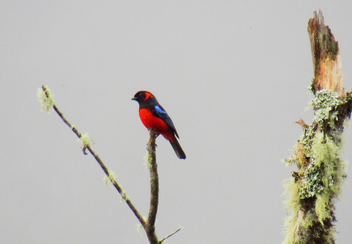 Scarlet-bellied Mountain Tanager - ML619035300