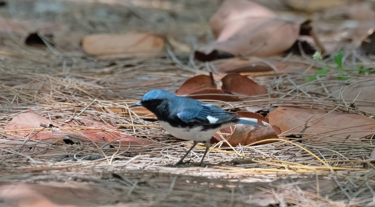 Black-throated Blue Warbler - Ingrid Siegert