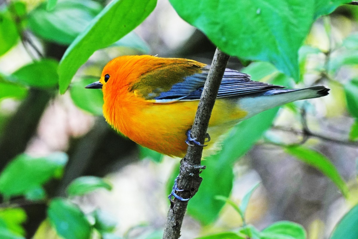 Prothonotary Warbler - ML619035319