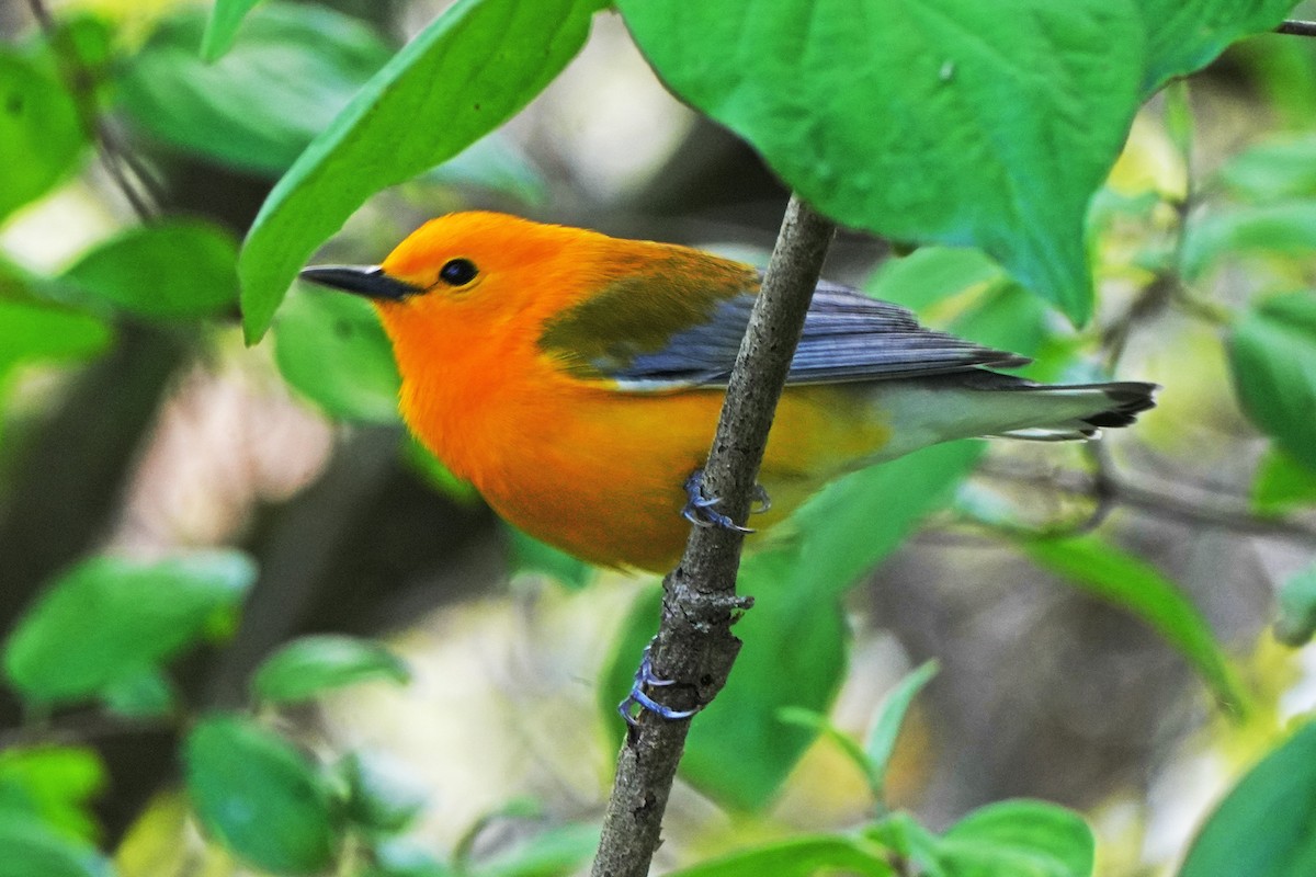 Prothonotary Warbler - ML619035320