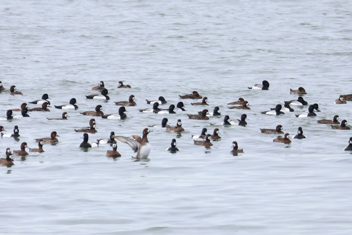 Greater Scaup - ML619035325