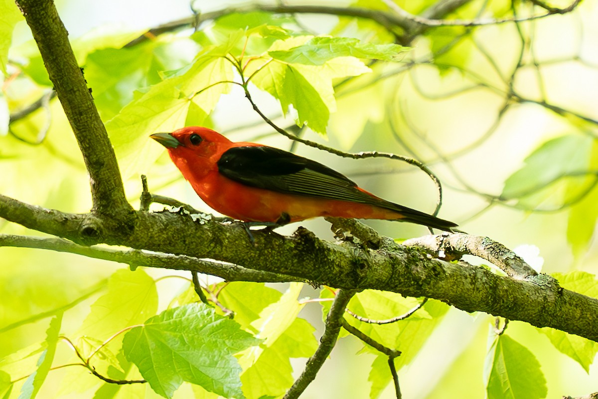 Scarlet Tanager - ML619035329