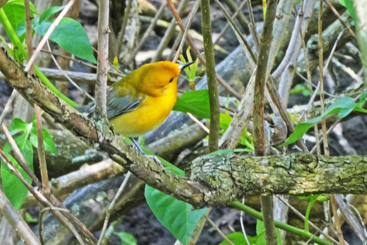 Prothonotary Warbler - ML619035352