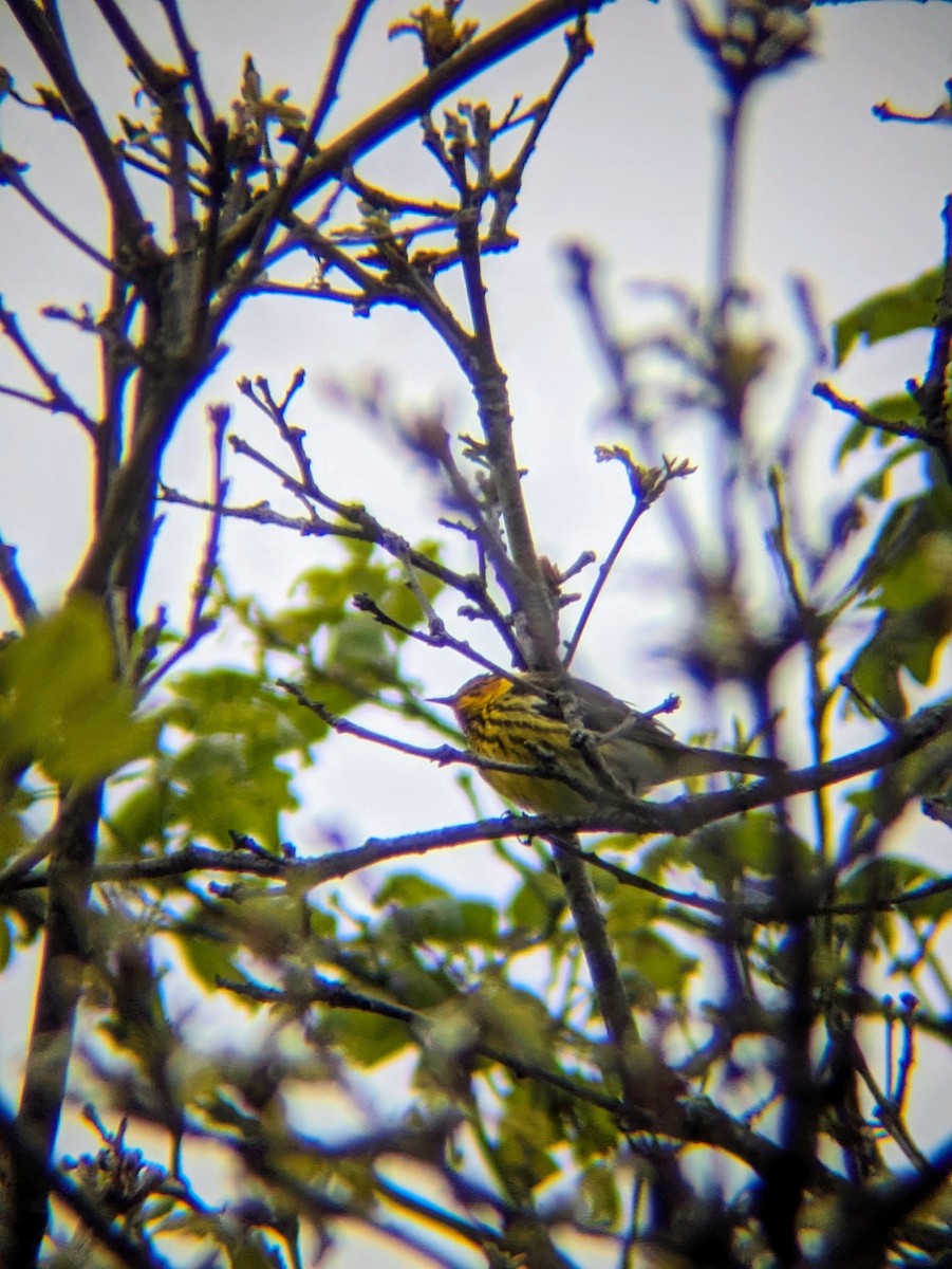 Cape May Warbler - ML619035355