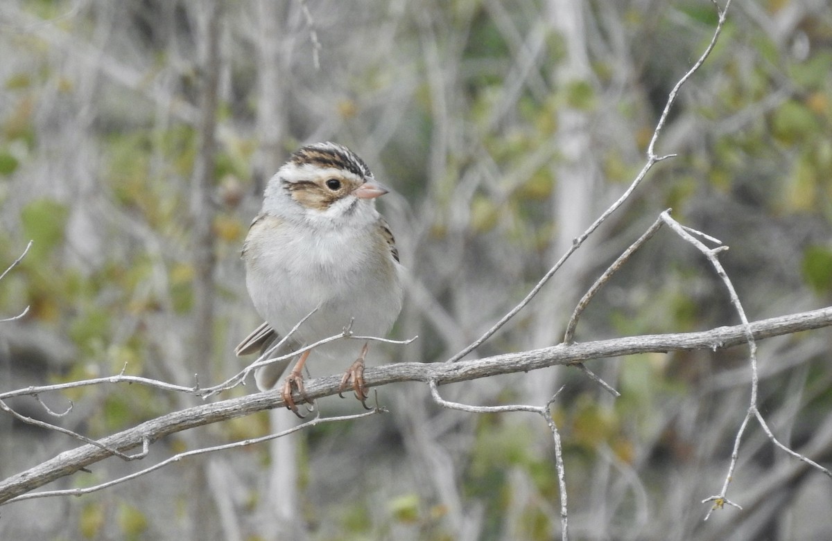 Clay-colored Sparrow - ML619035385
