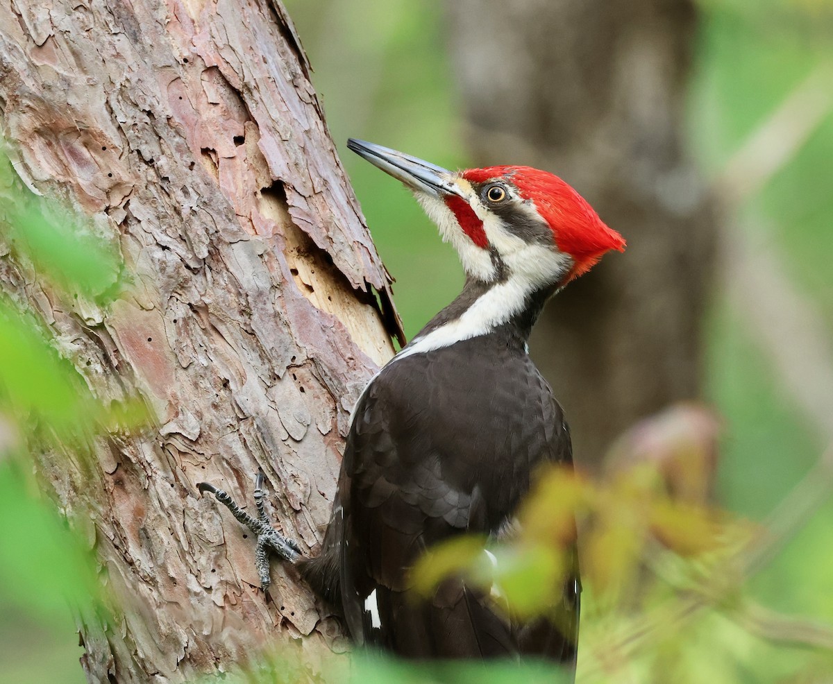 Pileated Woodpecker - ML619035401