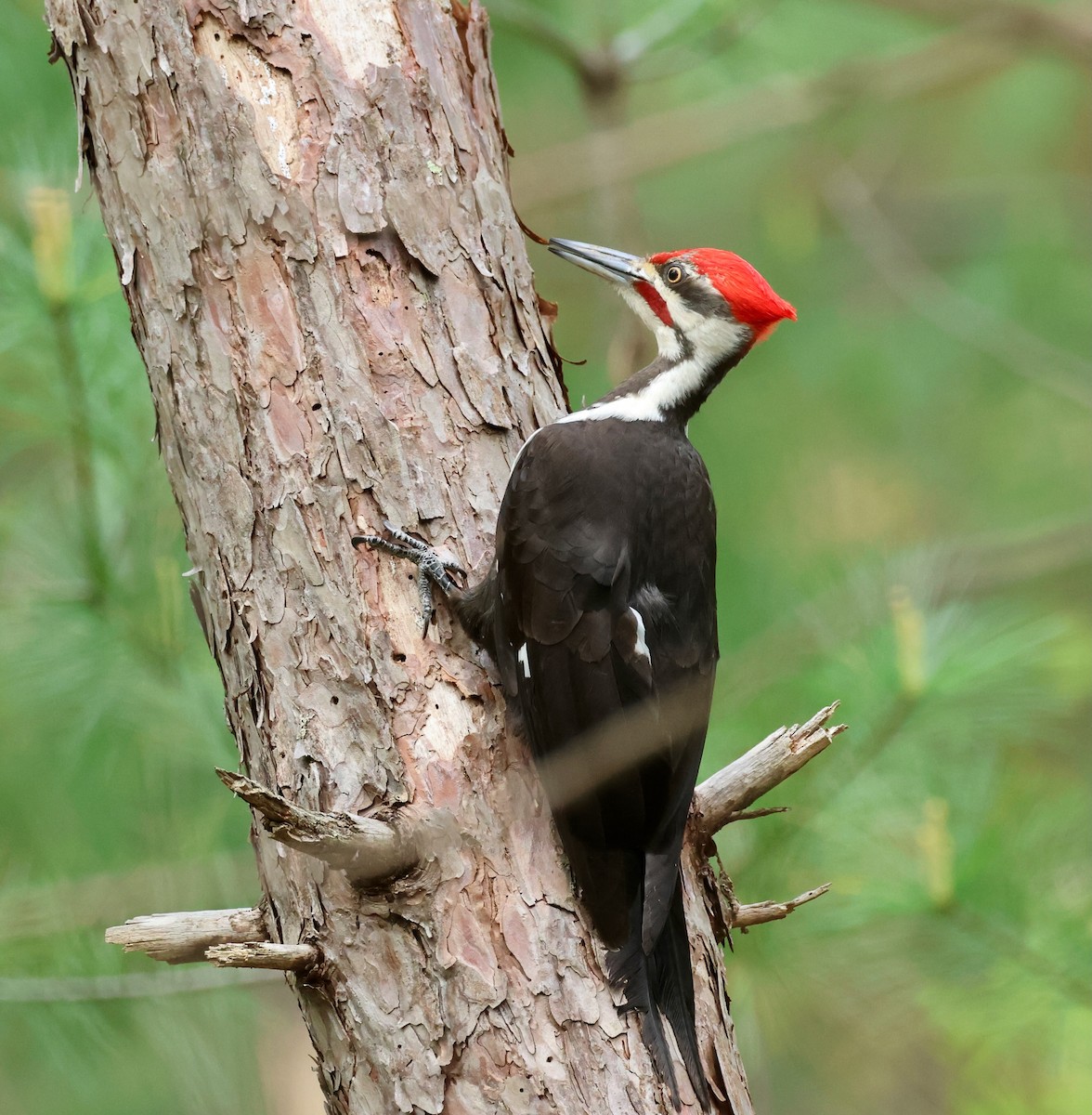 Pileated Woodpecker - ML619035403