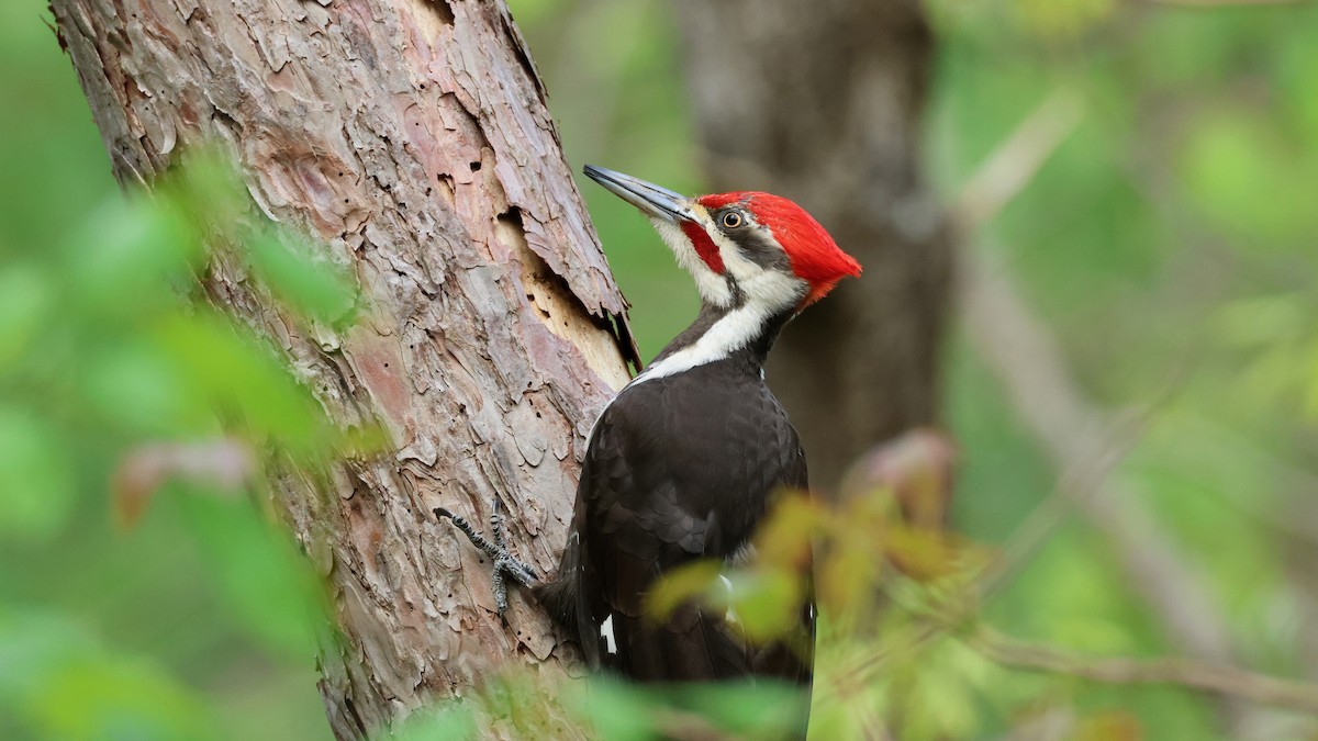 Pileated Woodpecker - ML619035413
